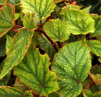 B. ‘Aladdins Lamp’